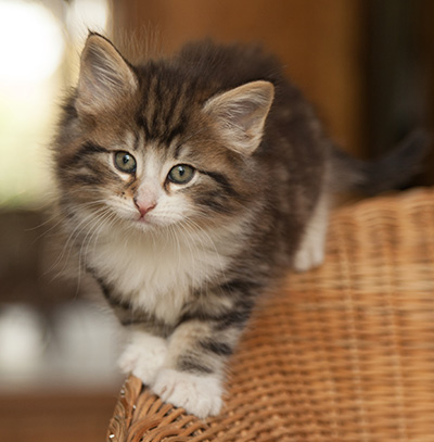 Janek - 7 weeks old