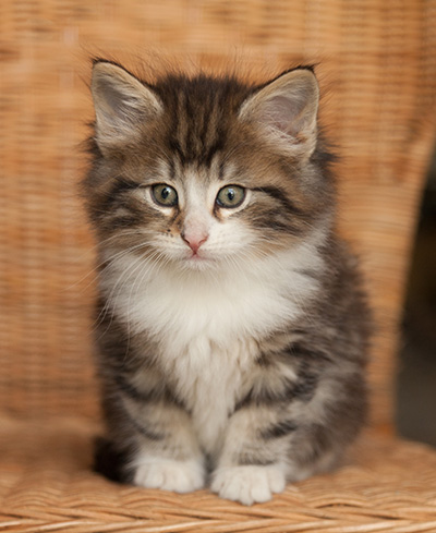 Janek - 7 weeks old