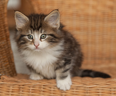 Janek - 7 weeks old