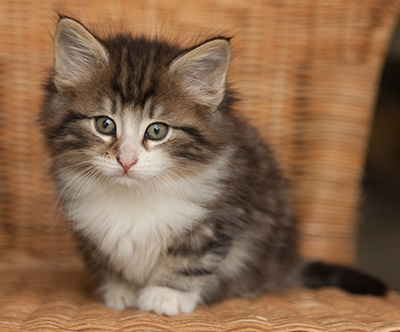 Janek - 7 weeks old