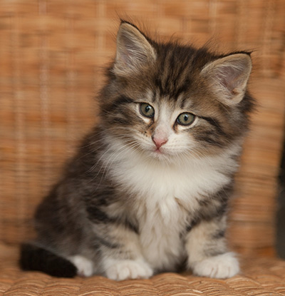 Janek - 7 weeks old