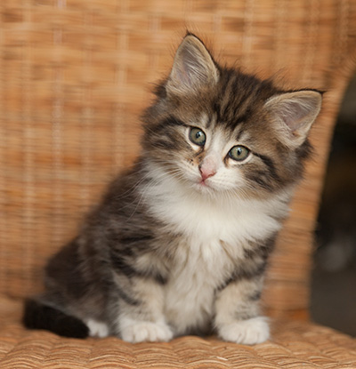 Janek - 7 weeks old