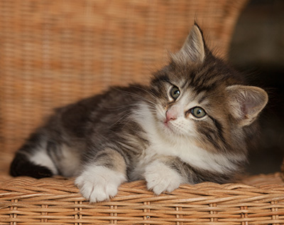 Janek - 7 weeks old