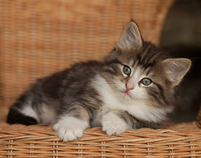 Janek - 7 weeks old
