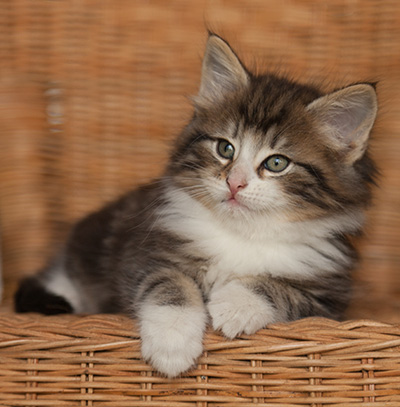 Janek - 7 weeks old