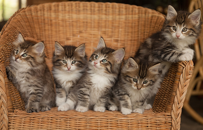 Litter - 7 weeks old