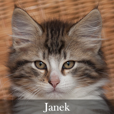 Janek