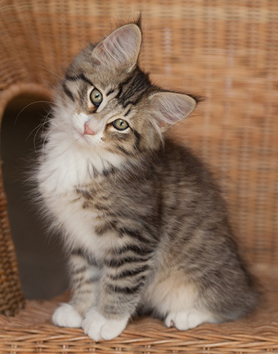 Jasper - 12 weeks old