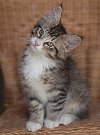 Jasper - 12 weeks old