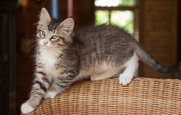 Jasper - 12 weeks old