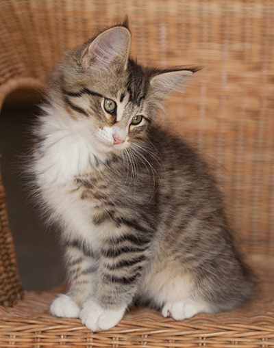 Jasper - 12 weeks old