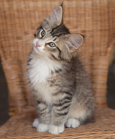 Jasper - 12 weeks old