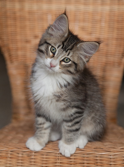 Jasper - 12 weeks old