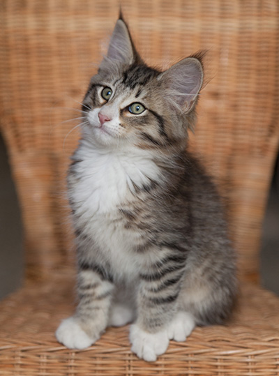Jasper - 12 weeks old