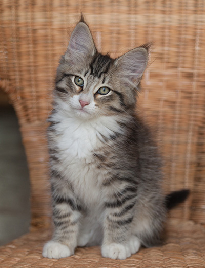 Jasper - 12 weeks old