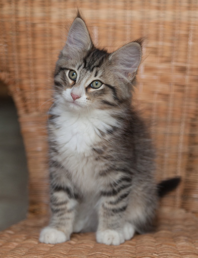 Jasper - 12 weeks old