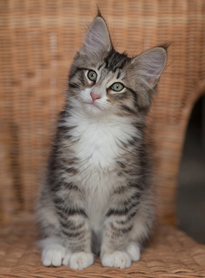 Jasper - 12 weeks old