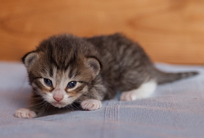 Jasper - 3 weeks old