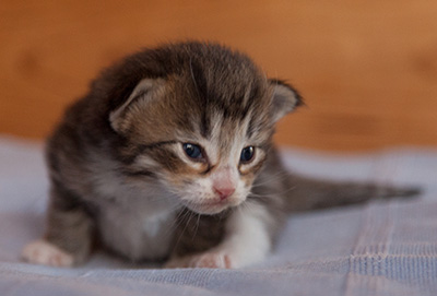 Jasper - 3 weeks old