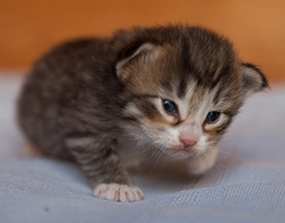 Jasper - 3 weeks old