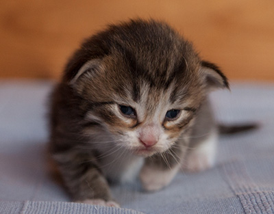 Jasper - 3 weeks old