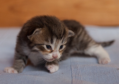 Jasper - 3 weeks old