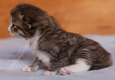 Jasper - 3 weeks old