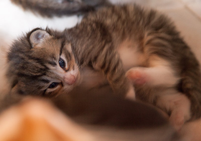 Jasper - 3 weeks old