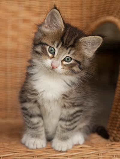 Jasper - 7 weeks old