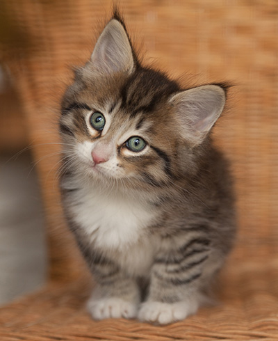Jasper - 7 weeks old
