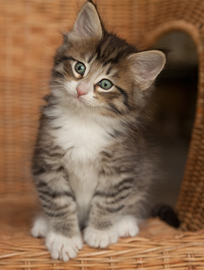 Jasper - 7 weeks old