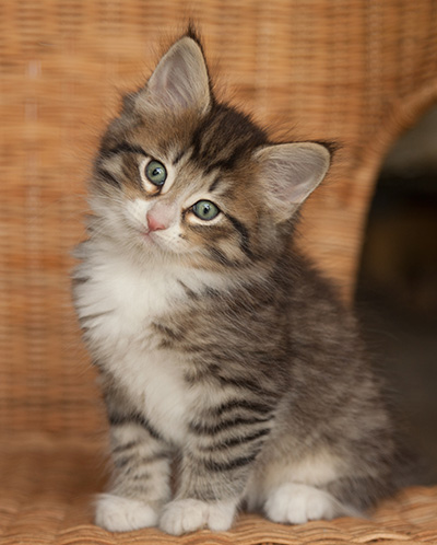 Jasper - 7 weeks old