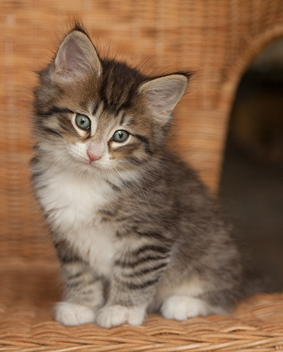 Jasper - 7 weeks old