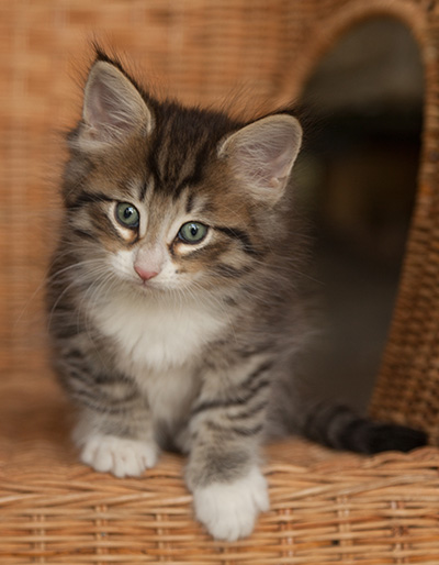 Jasper - 7 weeks old