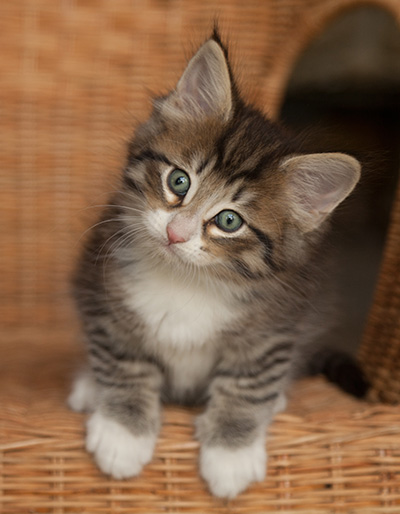 Jasper - 7 weeks old