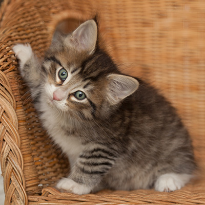 Jasper - 7 weeks old