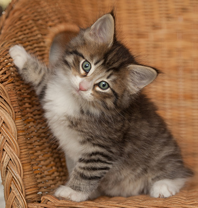 Jasper - 7 weeks old
