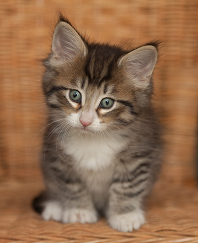 Jasper - 7 weeks old