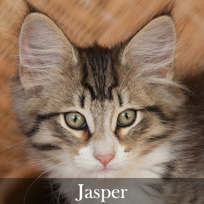 Jasper