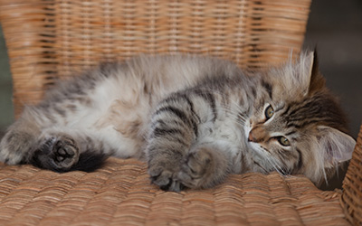 Jukka - 12 weeks old