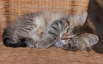 Jukka - 12 weeks old