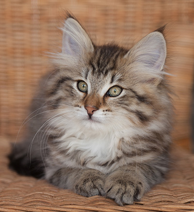 Jukka - 12 weeks old