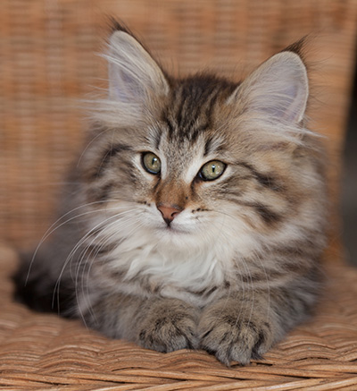 Jukka - 12 weeks old