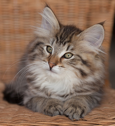 Jukka - 12 weeks old