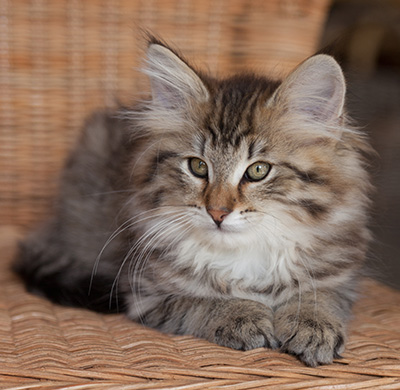 Jukka - 12 weeks old