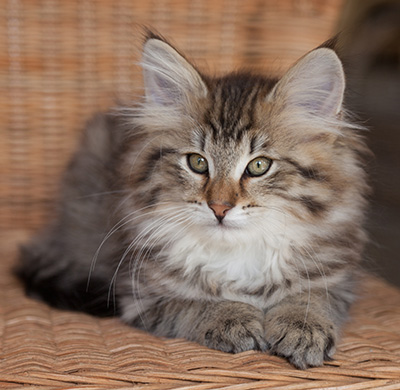 Jukka - 12 weeks old
