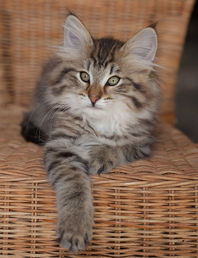 Jukka - 12 weeks old