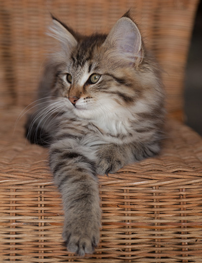 Jukka - 12 weeks old