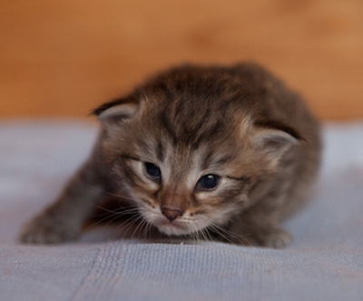 Jukka - 3 weeks old