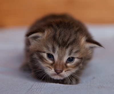 Jukka - 3 weeks old